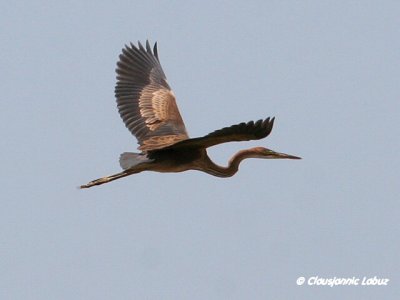 Purple Heron / Purpurhejre
