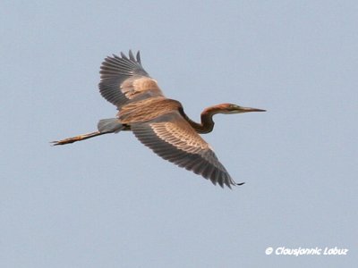 Purple Heron / Purpurhejre