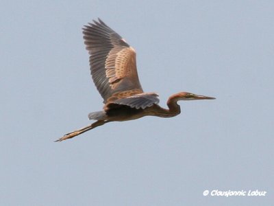Purple Heron / Purpurhejre
