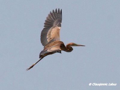 Purple Heron / Purpurhejre