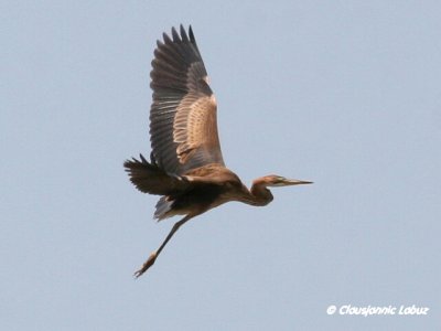 Purple Heron / Purpurhejre