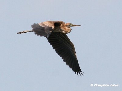 Purple Heron / Purpurhejre