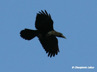 Raven / Ravn