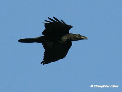 Raven / Ravn