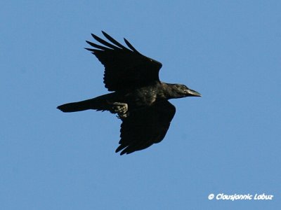 Raven / Ravn
