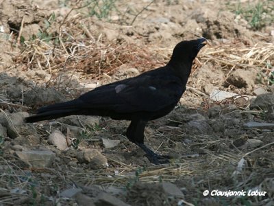 Raven / Ravn