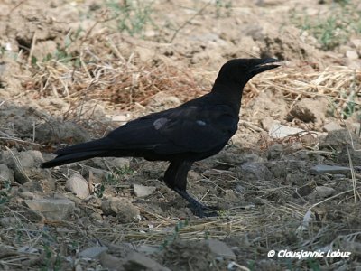 Raven / Ravn