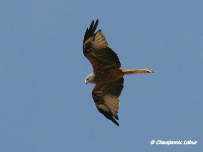Red Kite / Rød glente