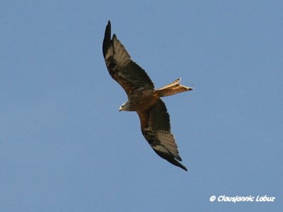 Red Kite / Rød glente
