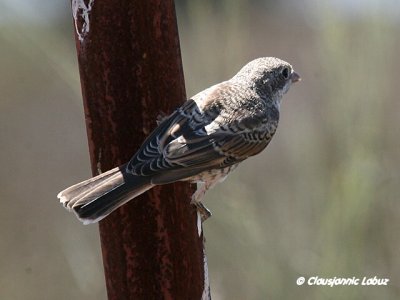 Woodchat Shrike / Rødhovedet Tornskade - Monfraque