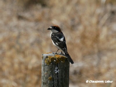 Woodchat Shrike / Rødhovedet Tornskadejpg