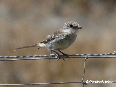 Woodchat Shrike / Rødhovedet Tornskade
