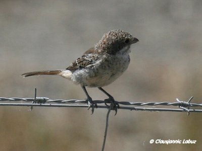 Woodchat Shrike / Rødhovedet Tornskade