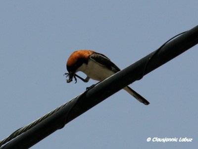 Woodchat Shrike / Rdhovedet Tornskade - Monfraquepg