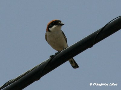 Woodchat Shrike / Rdhovedet Tornskade - Monfraque
