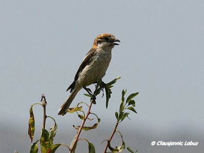 Woodchat Shrike / Rødhovedet Tornskade