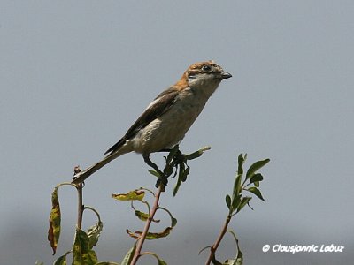 Woodchat Shrike / Rødhovedet Tornskade