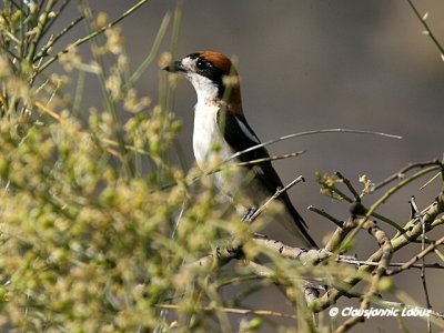 Woodchat Shrike / Rødhovedet Tornskade