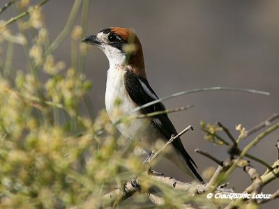 Woodchat Shrike / Rødhovedet Tornskade