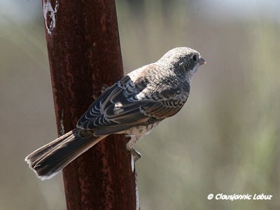 Woodchat Shrike / Rødhovedet Tornskade