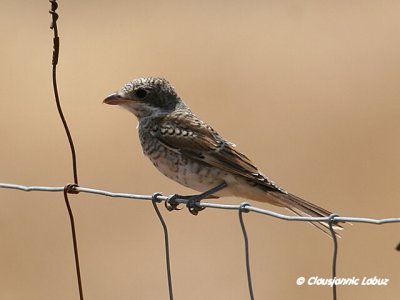 Woodchat Shrike / Rødhovedet Tornskade