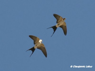 Red-rumped Swallow / Rødrygget svale