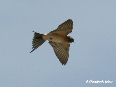 Red-rumped Swallow / Rødrygget svale
