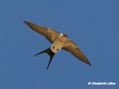 Red-rumped Swallow / Rødrygget svale
