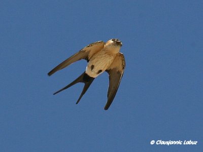Red-rumped Swallow / Rødrygget svale