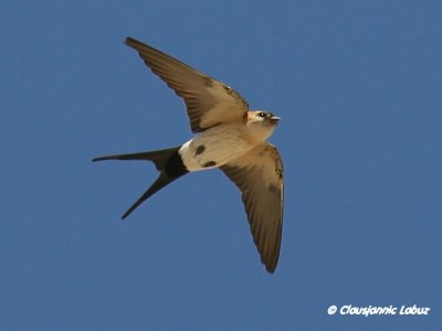 Red-rumped Swallow / Rødrygget svale