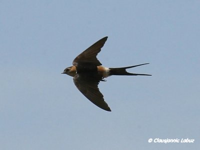Red-rumped Swallow / Rødrygget svale