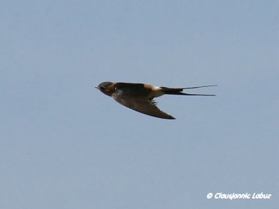 Red-rumped Swallow / Rødrygget svale