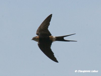 Red-rumped Swallow / Rødrygget svale