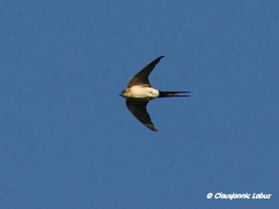 Red-rumped Swallow / Rødrygget svale