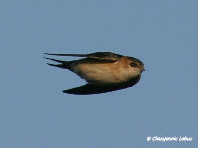 Red-rumped Swallow / Rødrygget svale