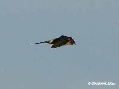 Red-rumped Swallow / Rødrygget svale