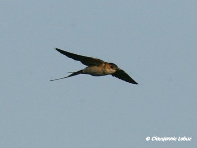 Red-rumped Swallow / Rødrygget svale