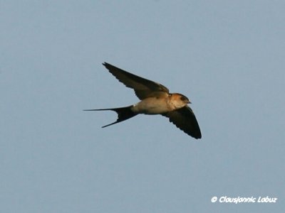 Red-rumped Swallow / Rødrygget svale