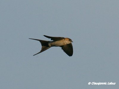 Red-rumped Swallow / Rødrygget svale