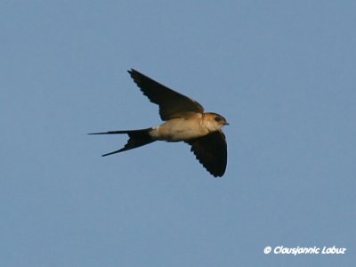 Red-rumped Swallow / Rødrygget svale