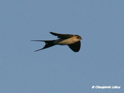 Red-rumped Swallow / Rødrygget svale