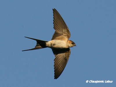 Red-rumped Swallow / Rødrygget svale