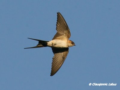 Red-rumped Swallow / Rødrygget svale