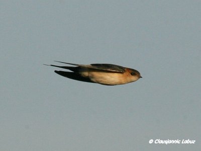 Red-rumped Swallow / Rødrygget svale