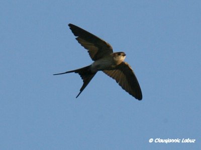Red-rumped Swallow / Rødrygget svale