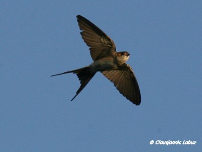 Red-rumped Swallow / Rødrygget svale