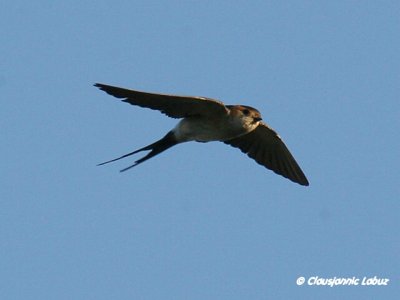 Red-rumped Swallow / Rødrygget svale
