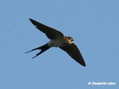 Red-rumped Swallow / Rødrygget svale