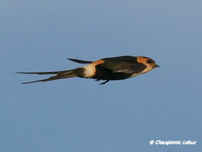 Red-rumped Swallow / Rødrygget svale