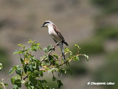 Red-backed Shrike / Rødrygget tornskade